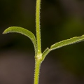 Silene nutans subsp insubrica 14