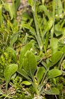 Silene nutans subsp insubrica 20