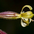 Silene nutans subsp insubrica 23