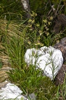 Silene nutans subsp insubrica 25