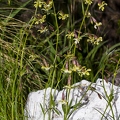 Silene nutans subsp insubrica 27