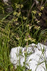 Silene nutans subsp insubrica 27
