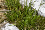 Silene nutans subsp insubrica 28