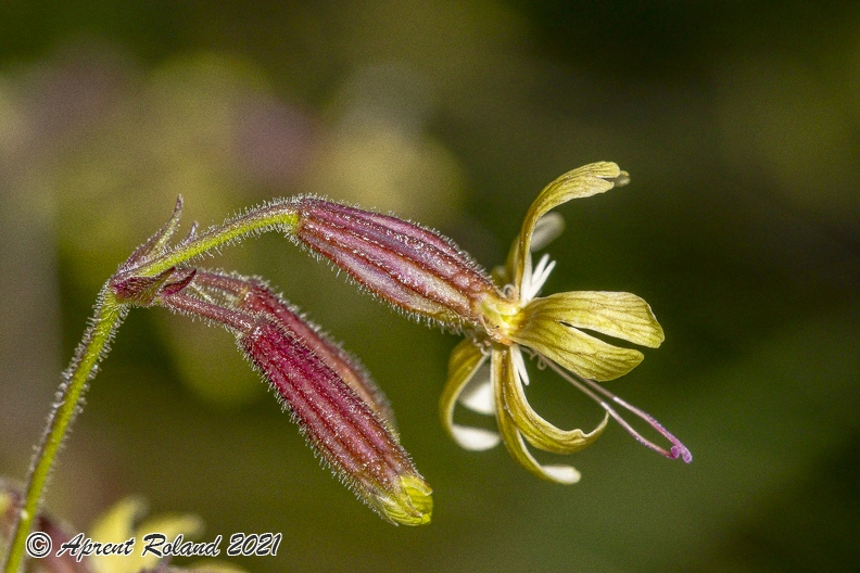Silene nutans subsp insubrica 02