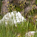 Silene nutans subsp insubrica 06