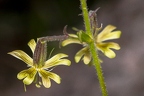 Silene nutans subsp insubrica 10