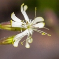 Silene nutans subsp insubrica 11