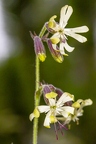 Silene nutans subsp insubrica 13