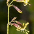 Silene nutans subsp insubrica 16