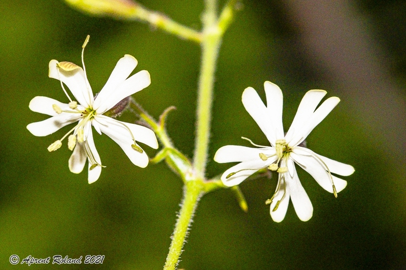 Silene nutans subsp insubrica 17