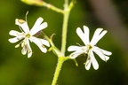 Silene nutans subsp insubrica 17