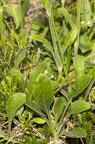 Silene nutans subsp insubrica 20