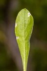 Silene nutans subsp insubrica 21