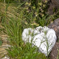 Silene nutans subsp insubrica 25