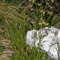 Silene nutans subsp insubrica 26