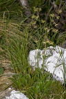 Silene nutans subsp insubrica 26