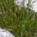 Silene nutans subsp insubrica 28
