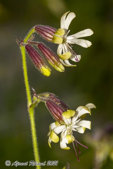 Silene nutans subsp insubrica 01