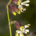 Silene nutans subsp insubrica 01