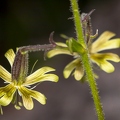 Silene nutans subsp insubrica 09