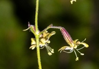 Silene nutans subsp insubrica 14
