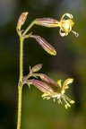 Silene nutans subsp insubrica 15