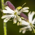 Silene nutans subsp insubrica 17