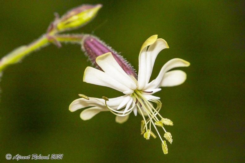 Silene nutans subsp insubrica 18