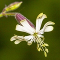Silene nutans subsp insubrica 18