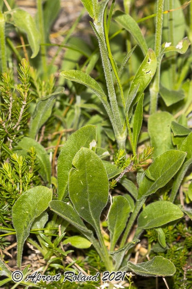 Silene nutans subsp insubrica 19