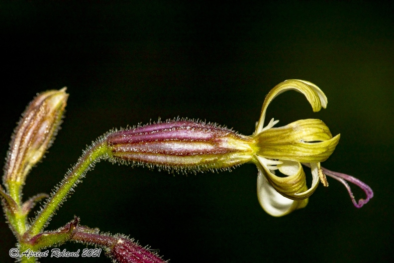 Silene nutans subsp insubrica 21