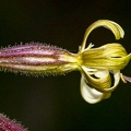 Silene nutans subsp insubrica 22