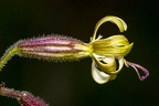 Silene nutans subsp insubrica 22