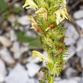 Pedicularis julica 05
