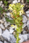 Pedicularis julica 05