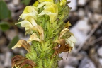 Pedicularis julica 07