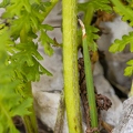 Pedicularis julica 08