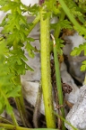 Pedicularis julica 08