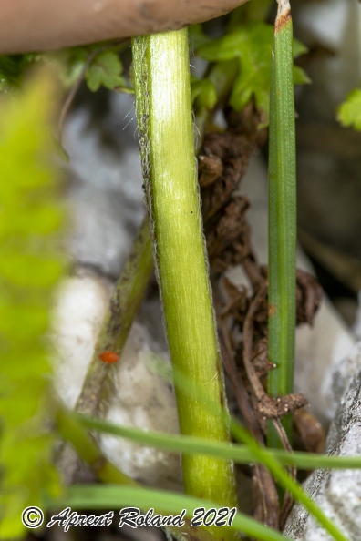 Pedicularis julica 09