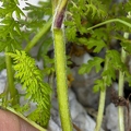 Pedicularis julica 10