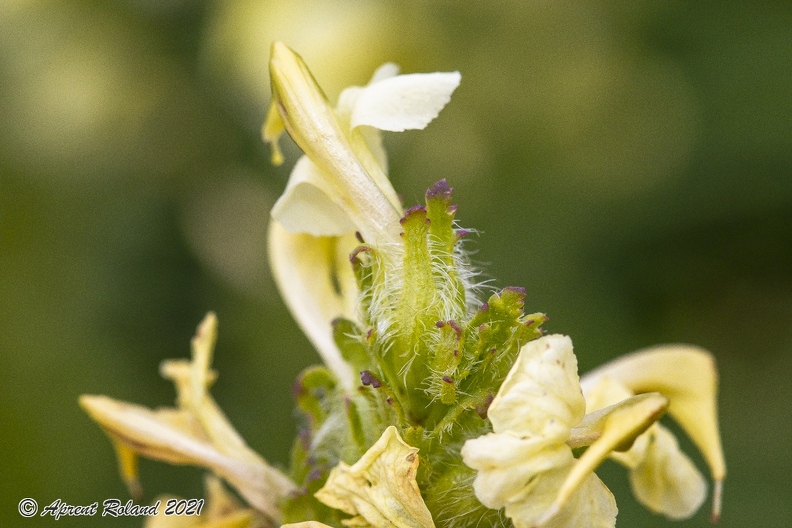 Pedicularis julica 22