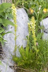 Pedicularis julica 23
