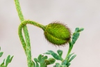 Papaver alpinum subsp sendtneri 4