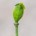 Papaver alpinum subsp sendtneri 5