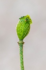 Papaver alpinum subsp sendtneri 5