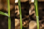 Carex pilosa 01