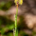 Carex pilosa 03