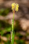 Carex pilosa 03