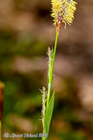 Carex pilosa 04