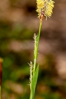 Carex pilosa 04